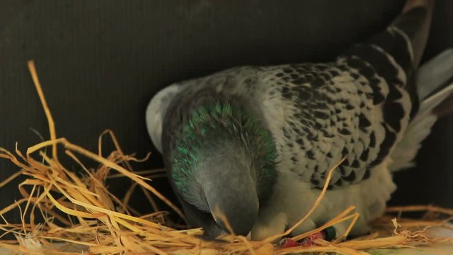 pigeon bird hatching eggs in home loft