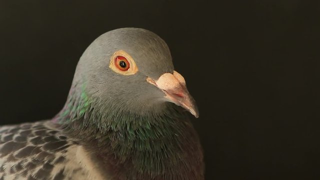 close up pigeon bird
