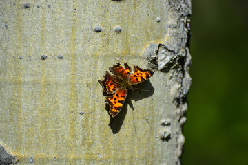 Butterfly of Yukon