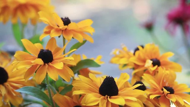 Brightly-colored petals of rudbeckia flowers with distinctive dark centers