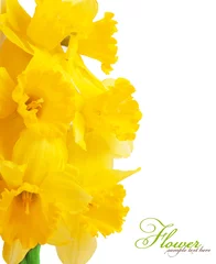 Foto op Canvas daffodils © ninell