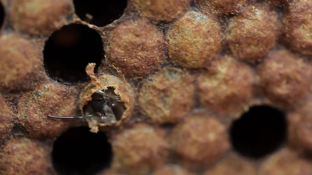 Imago young honey bee eating it's way out of cell macro footage
