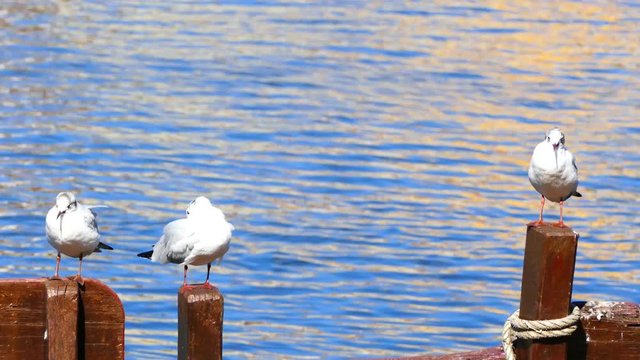 River gulls resting on the coastline of river.4K