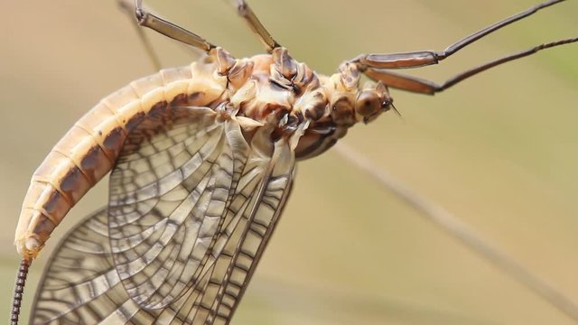 Mayfly Insect Footage