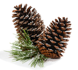 Christmas pine branch with cones