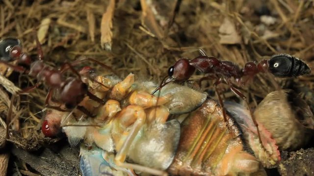 Cicada Attacked by Bull Ants 21