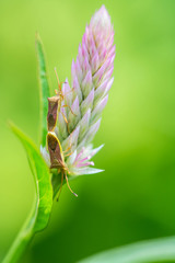 brown bug breed on pink flower