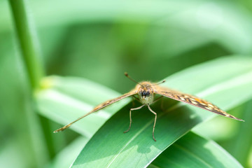 Closeup brown butterfly on leaf