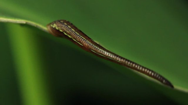 Leech Stock Footage 8