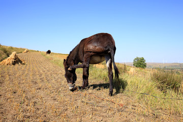 Autumn, a donkey was eating grass