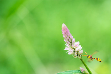 Wasp flying to pink cockscomb flower