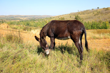 Autumn, a donkey was eating grass