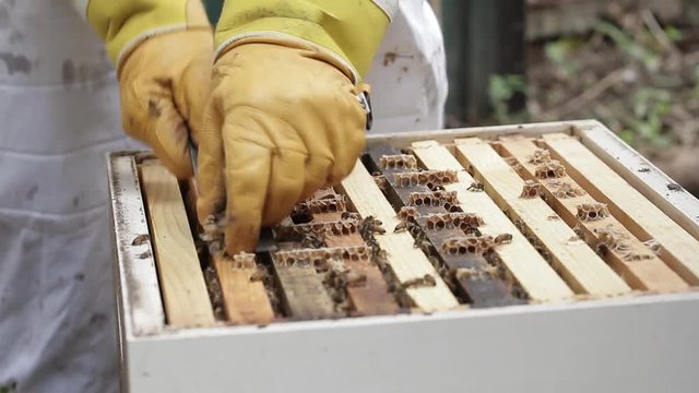 Pulling out Honey bee macro footage of bee hive and apiarist beekeeper