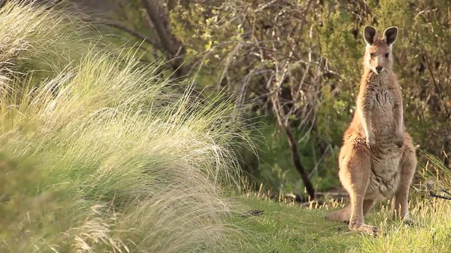 Kangaroo - Australian Wildlife