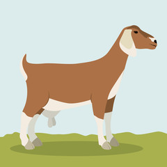 Goat icon. Animal life nature and fauna theme. Colorful design. Vector illustration