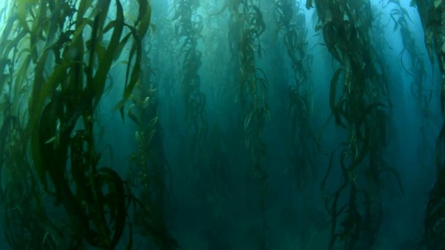 Swimming through thick kelp beds in southern California shows the beauty of the underwater forest..