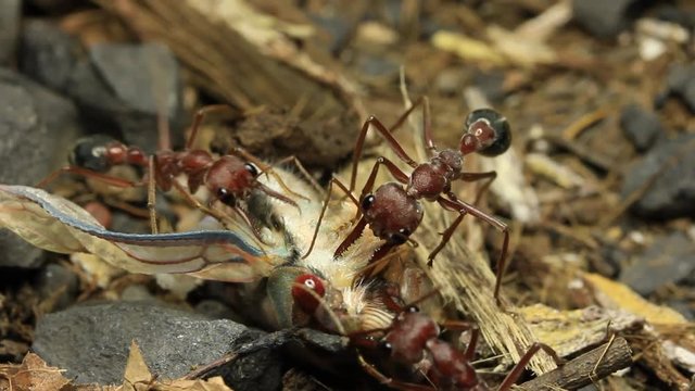 Cicada Attacked by Bull Ants 27
