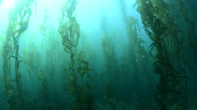 Swimming through thick kelp beds in southern California shows the beauty of the underwater forest..