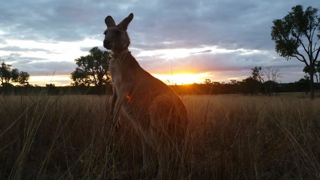 4K UHD Kangaroo Eating Australian Landscape Sunset / Sunrise