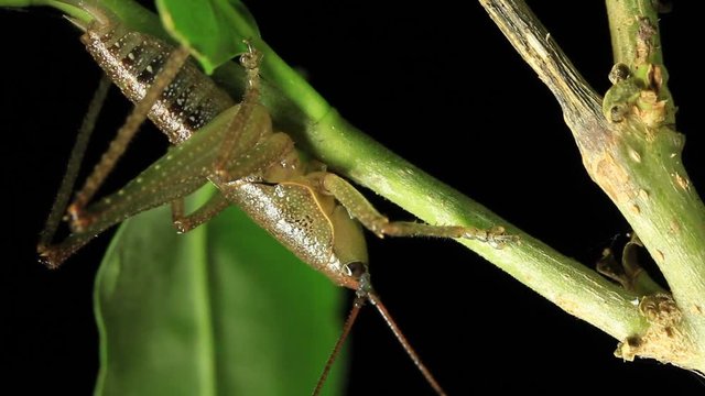 katydids or bush-crickets - Insect Macro