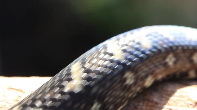 Snake Reptile Diamond Python