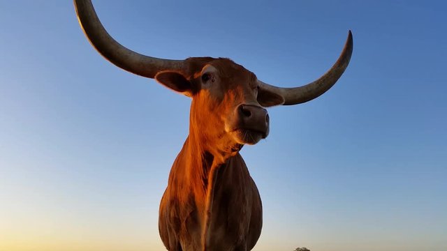 Texas Longhorn cattle