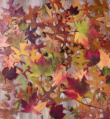 Vibrant autumn foliage and acorns on rustic wooden boards