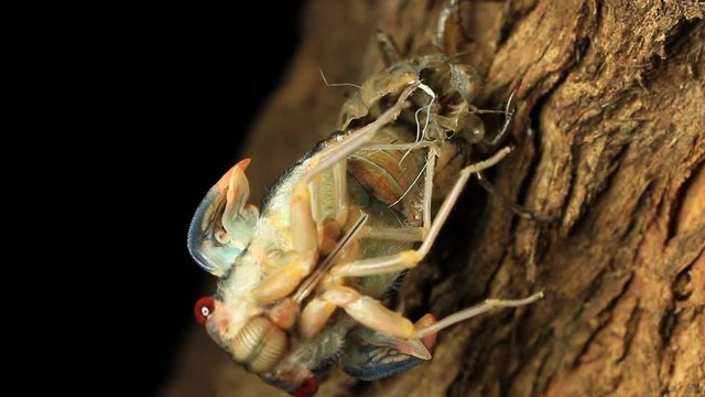 Cicada Hatching 2