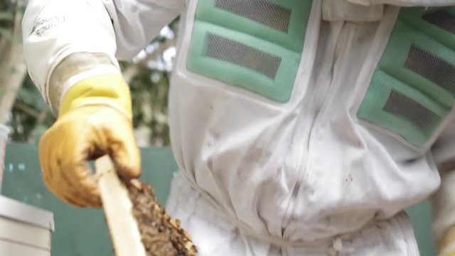 Looking at Honey bee macro footage of bee hive and apiarist beekeeper