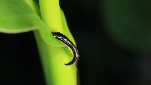 Leech Stock Footage