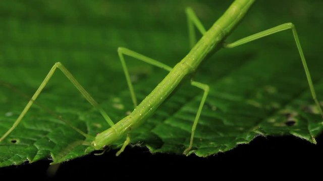 MVI Stick Insect Eating  - Phasmatodea (5 of 5)