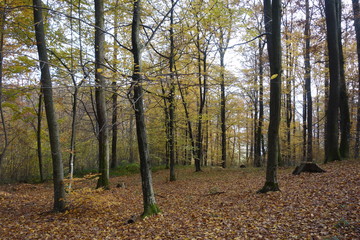 Obraz premium Autumn forest. Transcarpathia