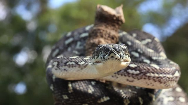 Snake Reptile Ready to Strike - Diamond Python