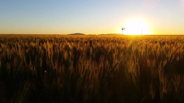 Nature Scenic Wheat field farming sunset landscape with wind mill
