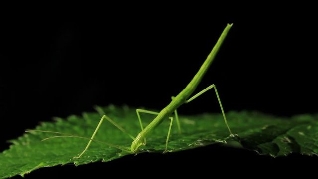 Stick Insect Eating  - Phasmatodea (2 of 5)