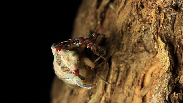 Cicada Attacked by Bull Ants 2