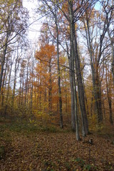 Autumn forest. Transcarpathia