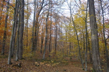Autumn forest. Transcarpathia