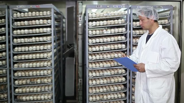 Farmer controls baby chicken in incubator, chicken is hatched from an eggs.