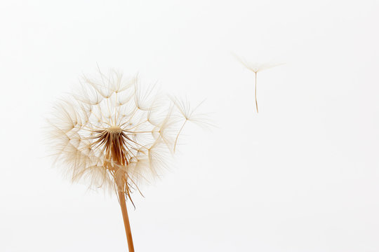 Fototapeta dandelion and its flying seeds on a white background