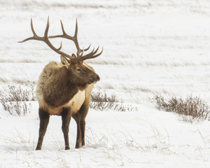 Bull elk in the snow