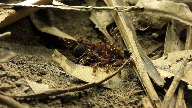 Ants with prey Beetle 3 of 3