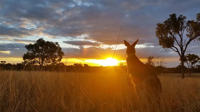 Kangaroo Sunset Australia Landscape