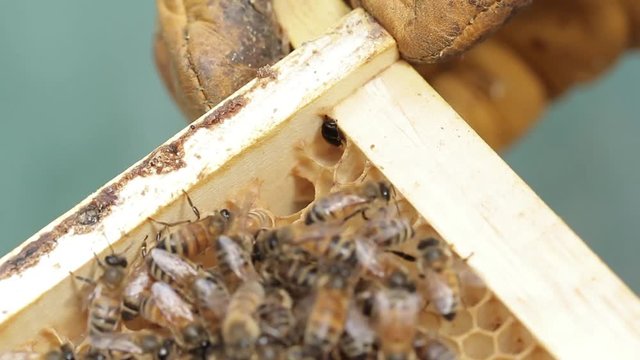 Small hive beetle in honey bee hive