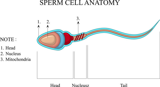 Human Sperm cell Anatomy