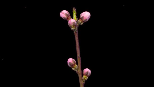 Apricot flower blossoming cut out timelapse / Apricot flower growing timelapse cut out, encoded with photo png, transparent background