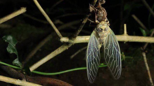 newly emerged cicada