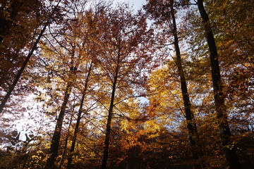 Autumn forest. Transcarpathia