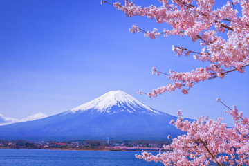 桜と富士山