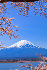 桜と富士山